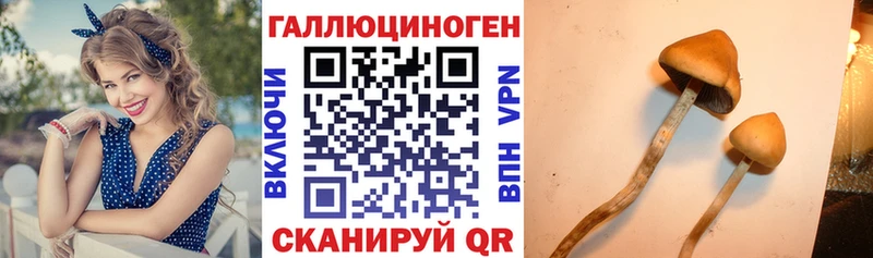 Купить закладки  Оса  Галлюциногенные грибы GOLDEN TEACHER 